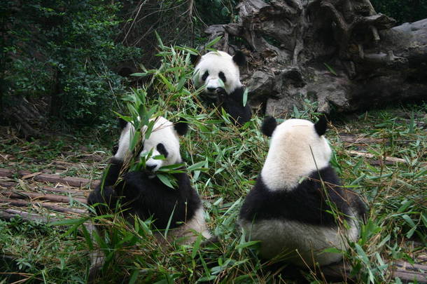 Cute pandas eating bamboo