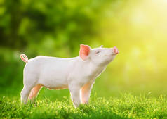 可爱的小猪在阳光的照耀下悠闲自在地享受生活和微笑.