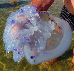 Blue jellyfish with a dark blue border in sea water, close-up