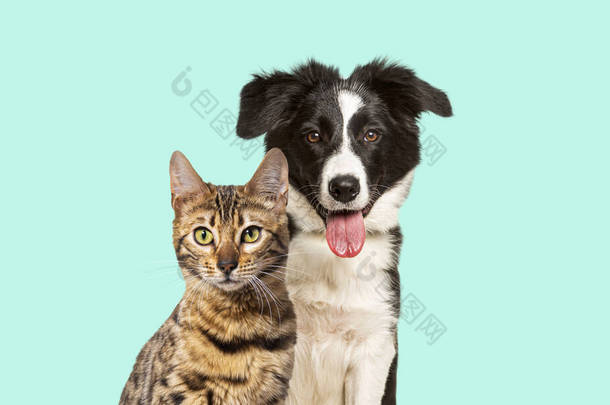 Brown bengal cat and a border collie dog panting with <strong>happy</strong> expression together on pastel blue backg