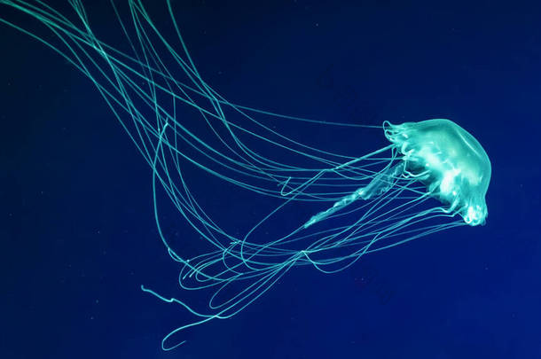 荧光水母在水族馆<strong>游泳</strong>池里<strong>游泳</strong>。<strong>大</strong>西洋的荨麻菊花在蓝色的海水里，<strong>大</strong>海里。放射学、旅游、潜水、海底生活.
