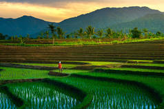 农民在稻田里干活的晨景