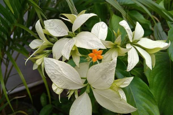 塞昂，<strong>印第安</strong>纳州- 2021年9月19日，在模糊的背景下，在花园中的美丽的白色麝香花的特写。装饰植物在家里。用于自然背景.
