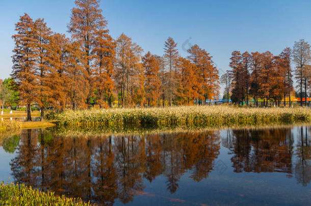 武汉东湖湿地公园风景区的秋季风景