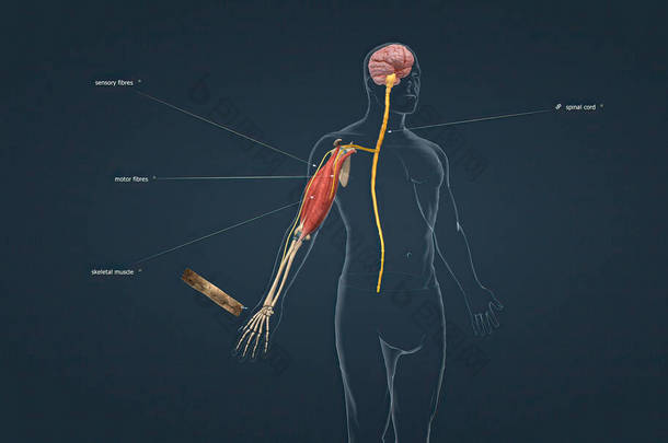 退出反射是一种脊椎反射，旨在保护身体免受破坏性刺激。3D插图