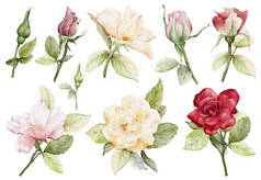 水彩花插图集.玫瑰、花和绿叶在白色背景上相互隔离。适用于装饰、花束、花环、布置、婚礼或请柬.
