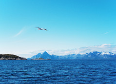 海鸥在挪威海