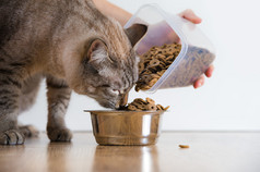 年轻的猫在家里吃从它的碗。添加食物的女性手