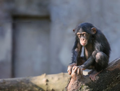 在深深的思念或冥想的小黑猩猩