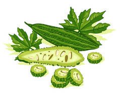 苦瓜蔬菜绿叶好的有机食品促进健康苦瓜矢量