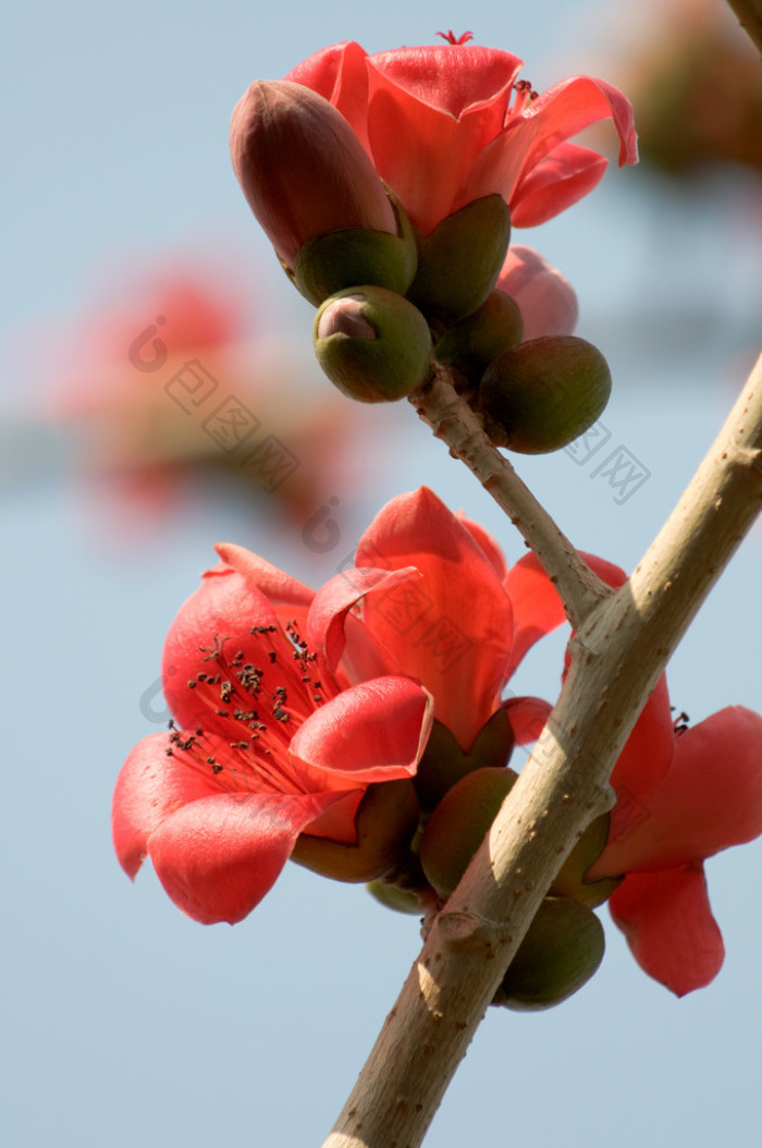 里的木棉树深红色木棉花儿花图片-包图网企业站