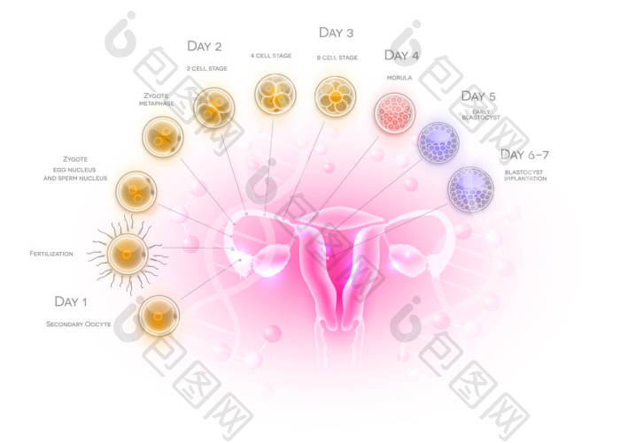 女性生殖器官子宫和卵巢排卵男性精子受精和图片-包图网企业站