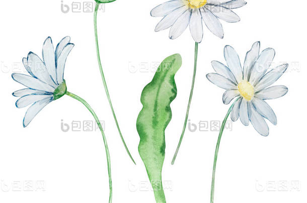 水彩画(菊花)193 水彩菊花PNG图片素材下载_图片编号10324942-PNG素材网