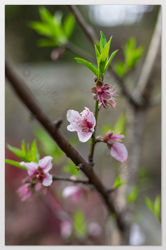 春天桃花绿叶特写