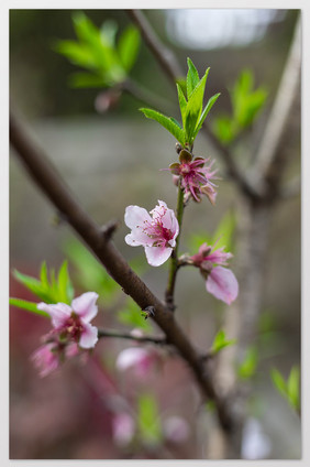 春天桃花绿叶特写