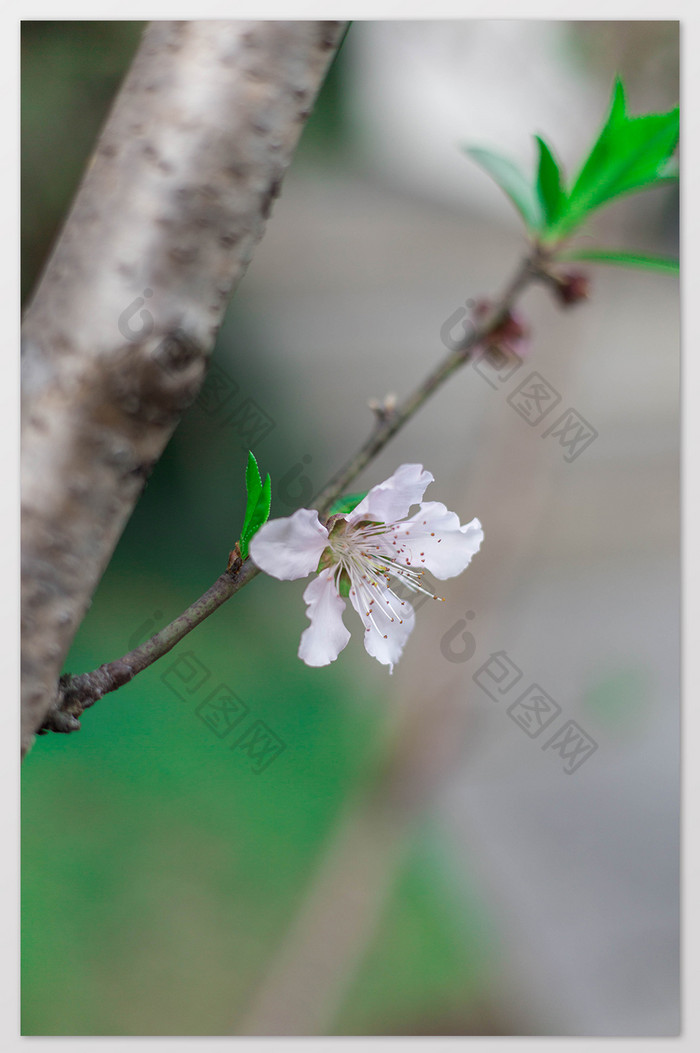 清新春天桃花花卉特写