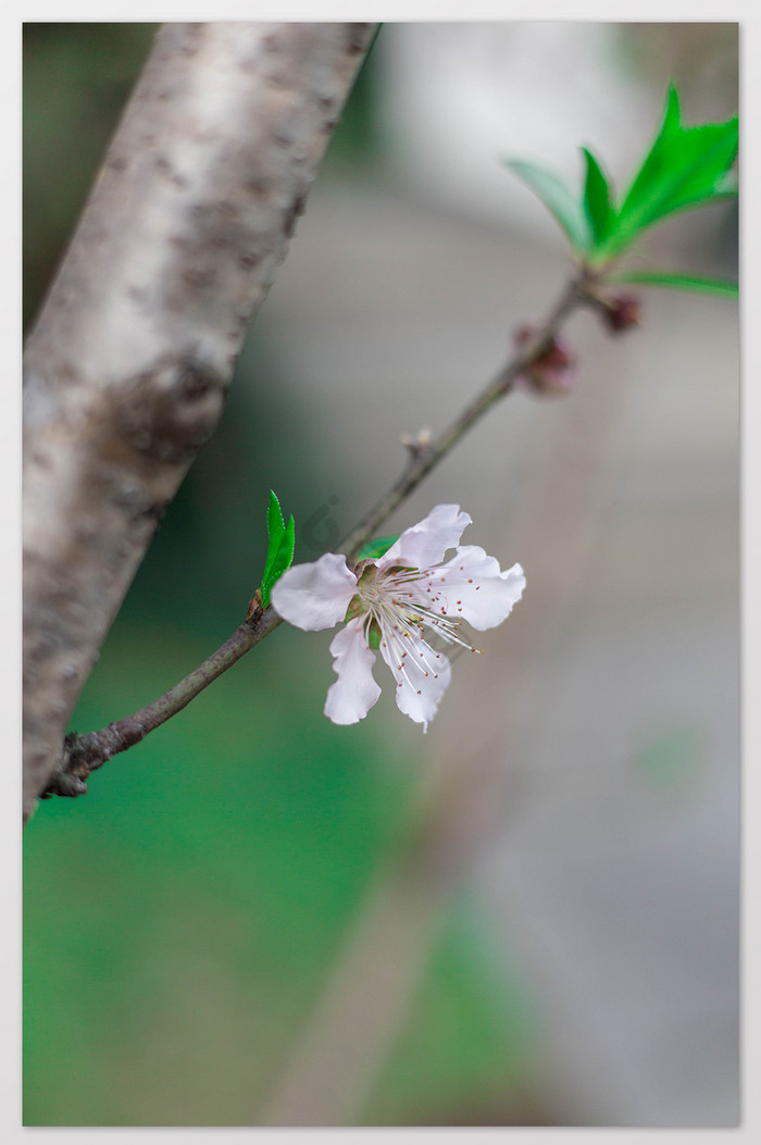 清新春天桃花花卉特写图片