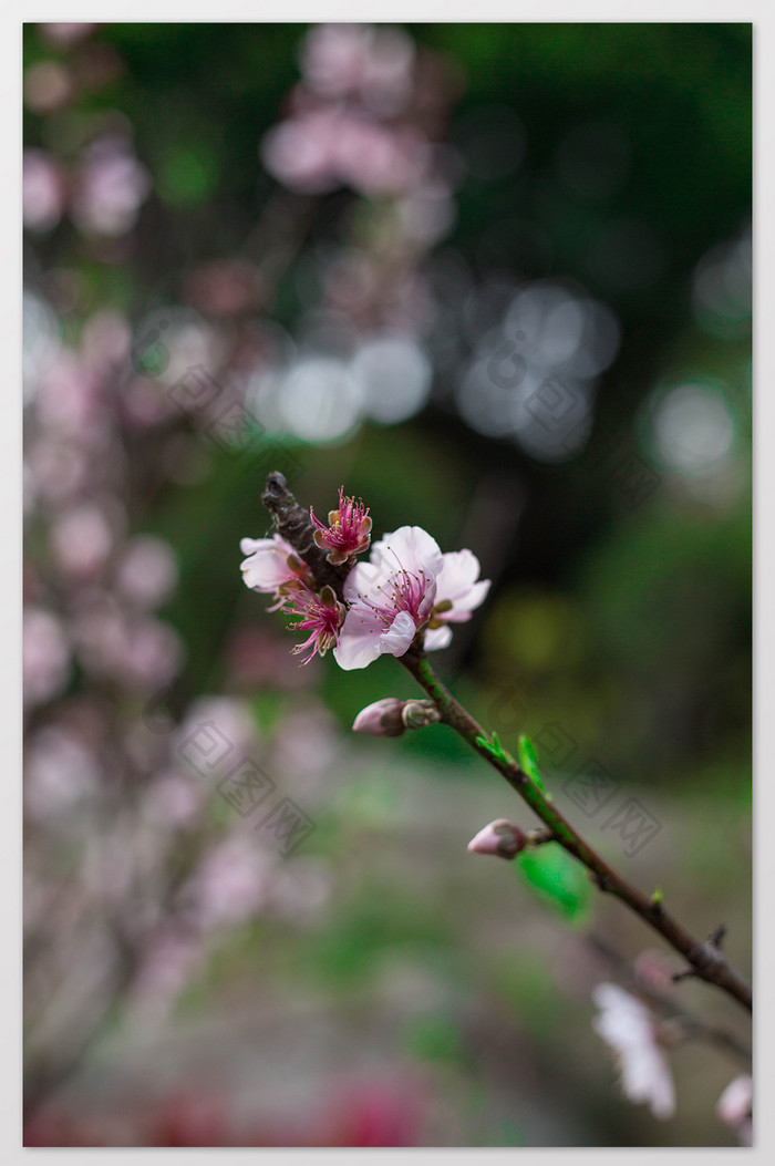 清新春天盛开桃花花卉特写