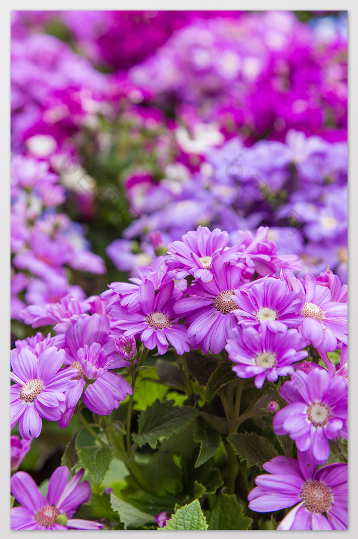 清新春天雏菊花卉特写