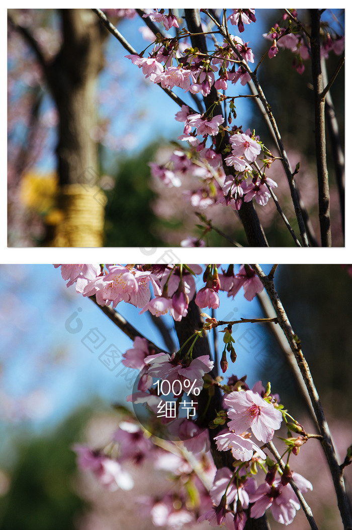 春天绽放的樱花摄影图图片图片
