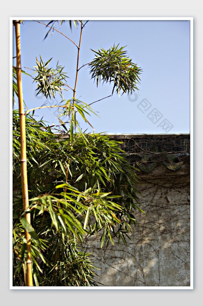 绿色竹子竹枝自然摄影图片