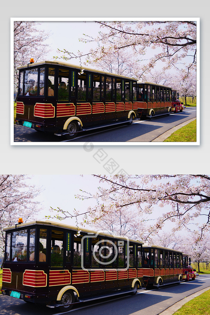 樱花火车摄影图片