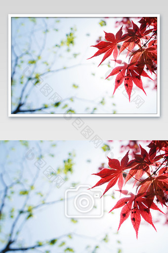 红枫叶风景摄影图片