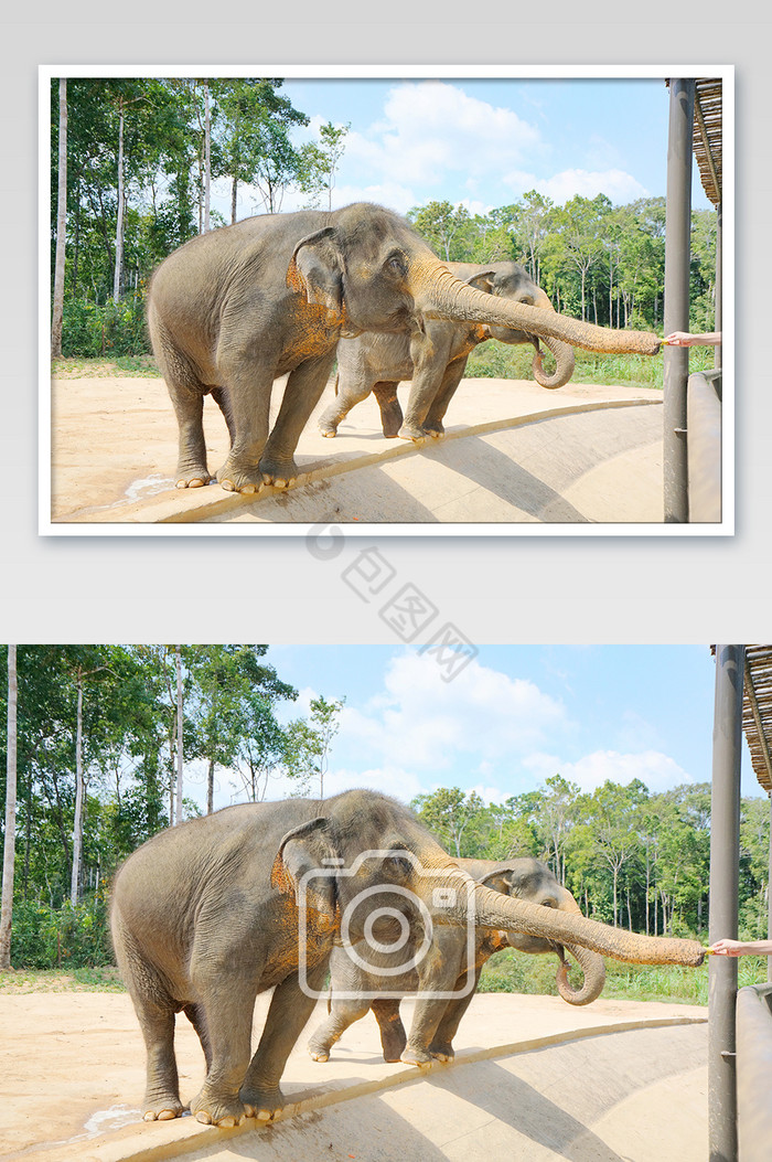 大象动物摄影图片