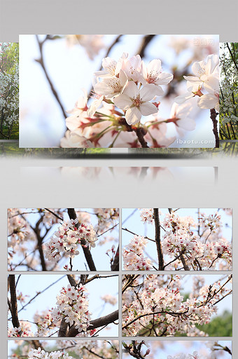 白樱花4k视频素材图片