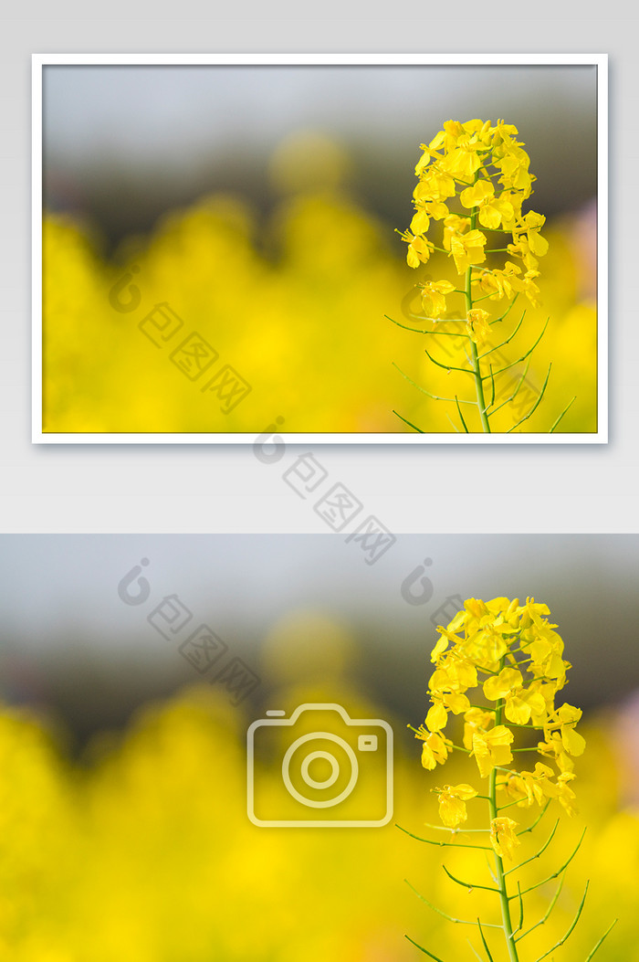 油菜花植物摄影图片7图片图片