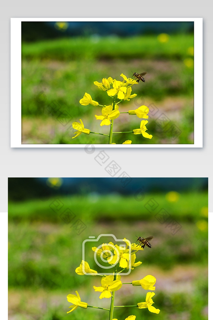 油菜花上的蜜蜂在采蜜摄影图