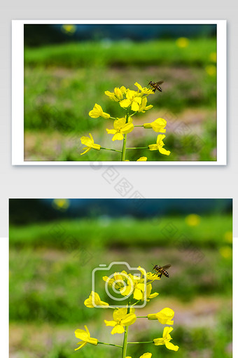 油菜花上的蜜蜂在采蜜摄影图图片