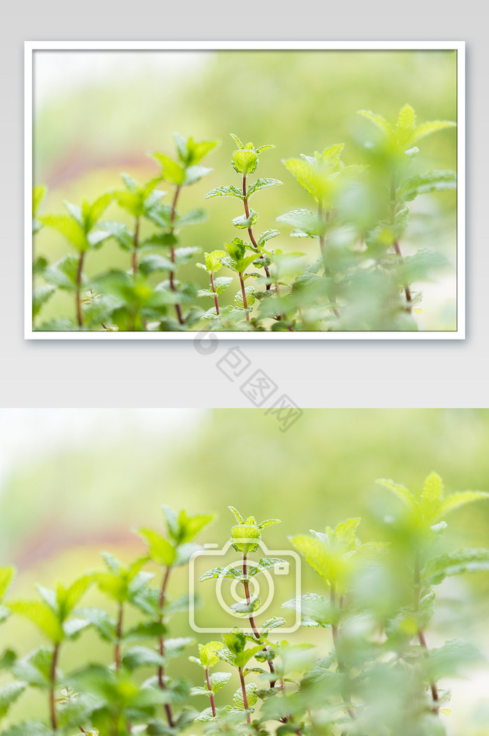 薄荷植物摄影图片