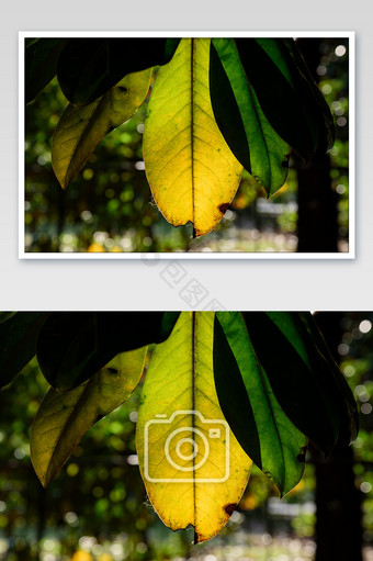 黄绿夹杂玉兰花叶子风光摄影图图片