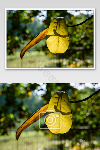 黄色玉兰花叶子风光摄影图图片
