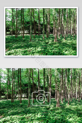午后光影斑驳绿色小树林风光摄影图片