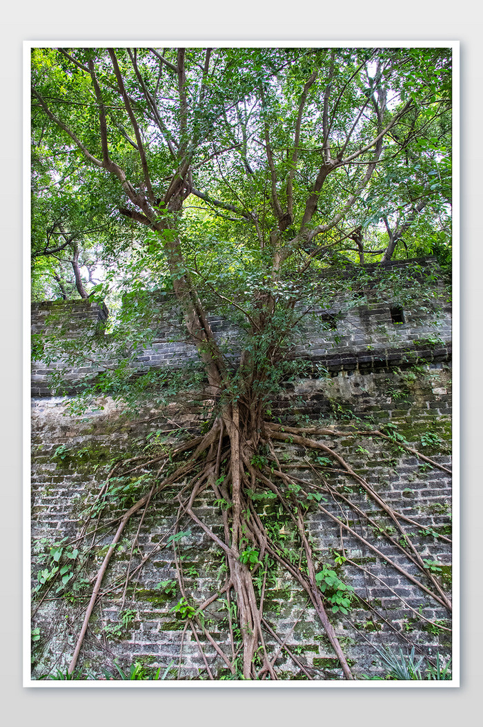 明代古城墙树根盘状古树摄影图图片图片