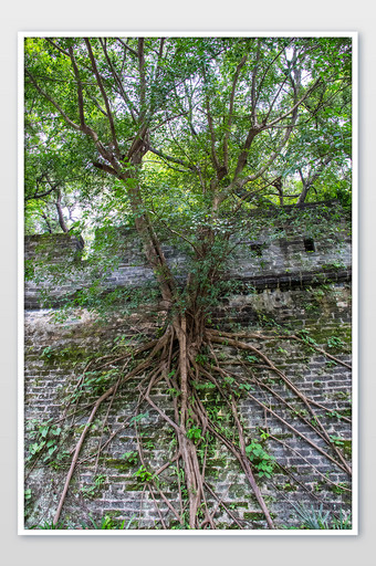 明代古城墙树根盘状古树摄影图图片