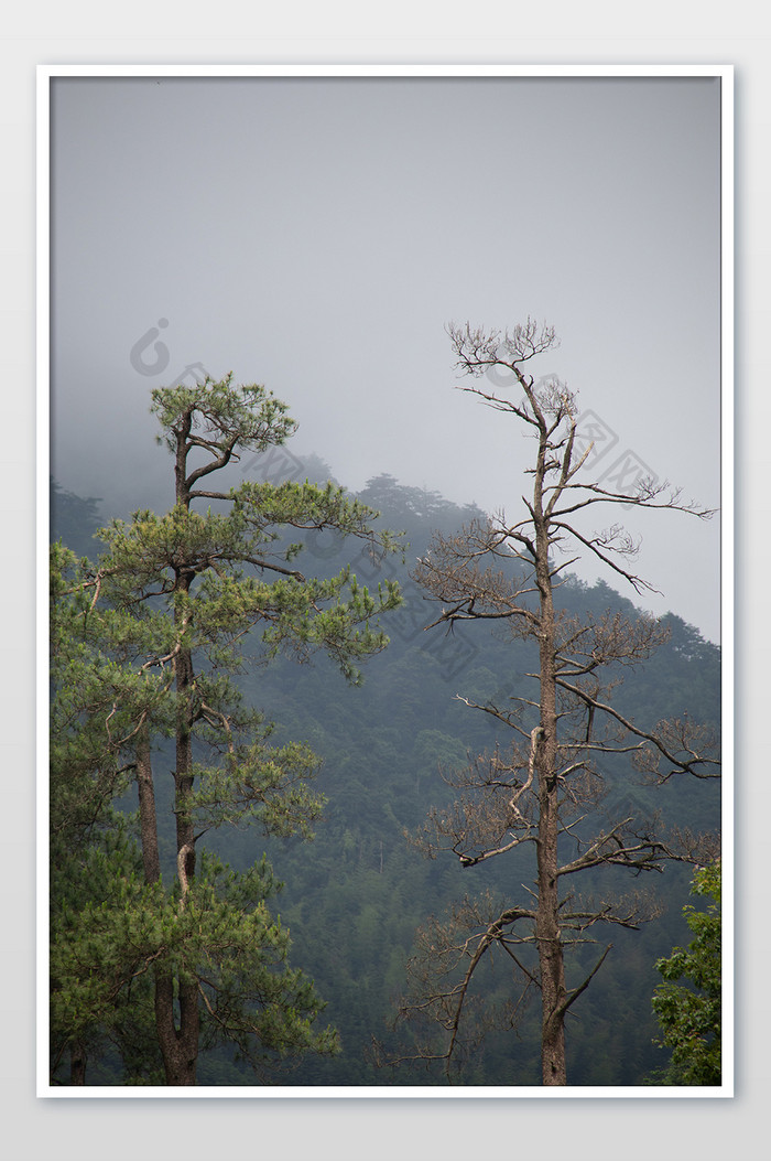 深山古树自然风景原始森林摄影图