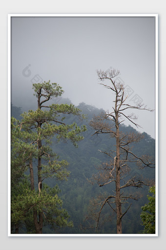 深山古树自然风景原始森林摄影图图片