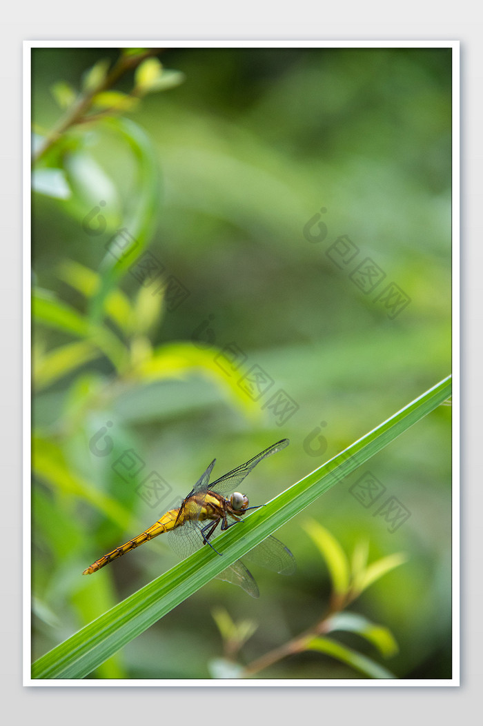 蜻蜓自然风景大自然摄影图图片图片