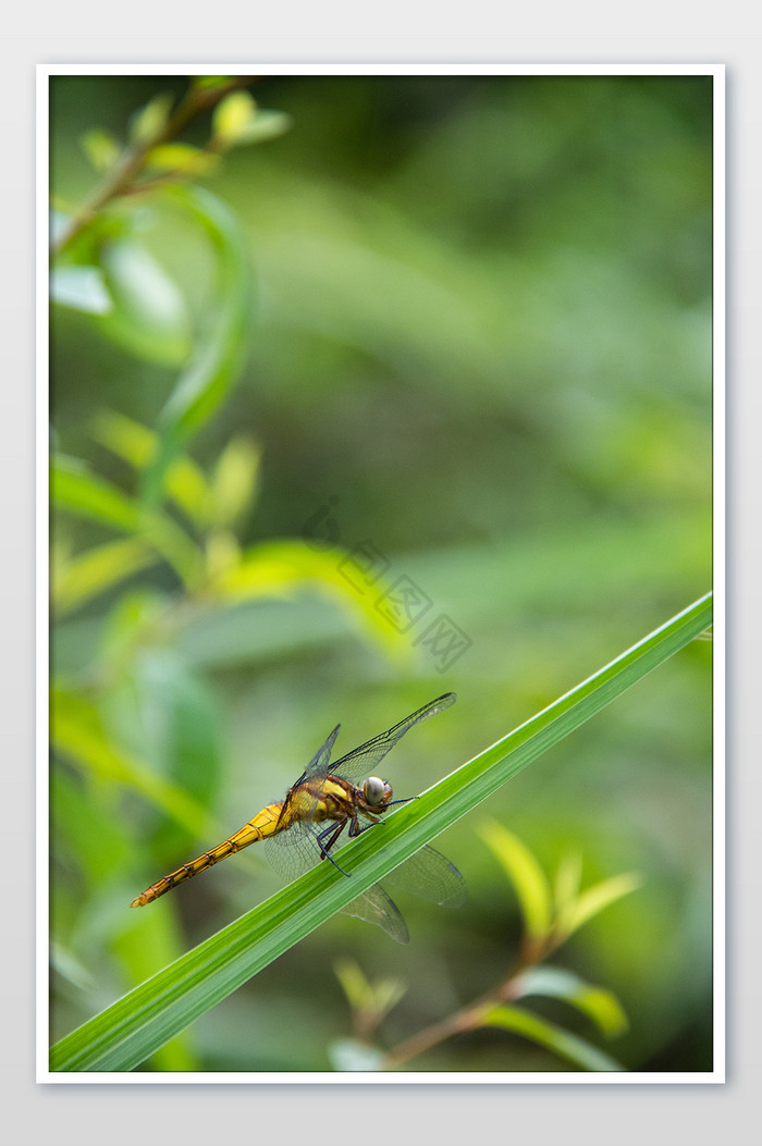 蜻蜓自然风景大自然摄影图图片