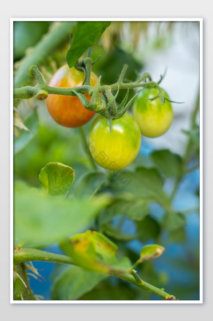 农作物食材蔬菜绿番茄绿植摄影图图片