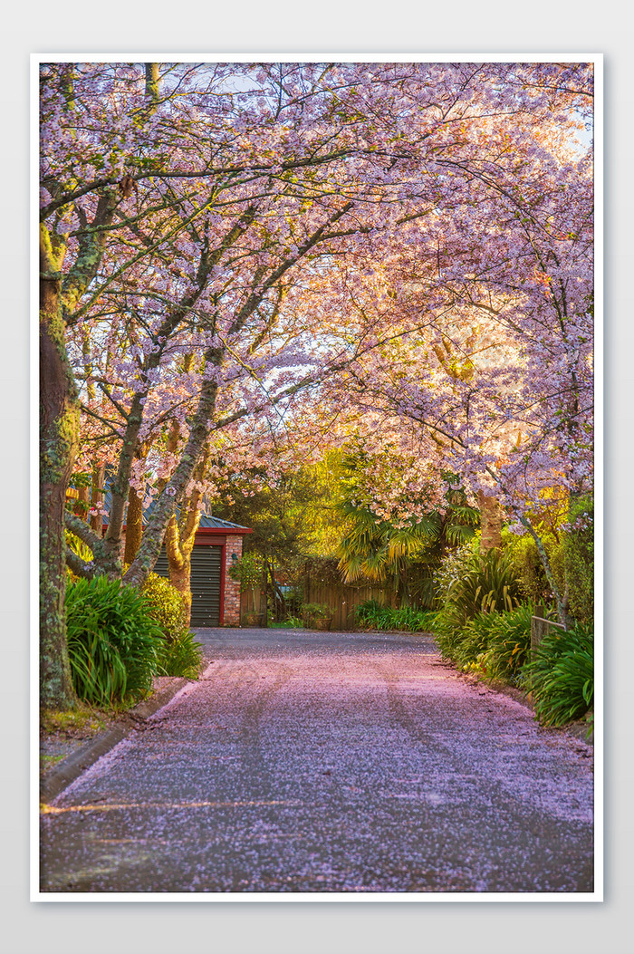 新西兰莫图伊卡的樱花小径自然风光摄影图片