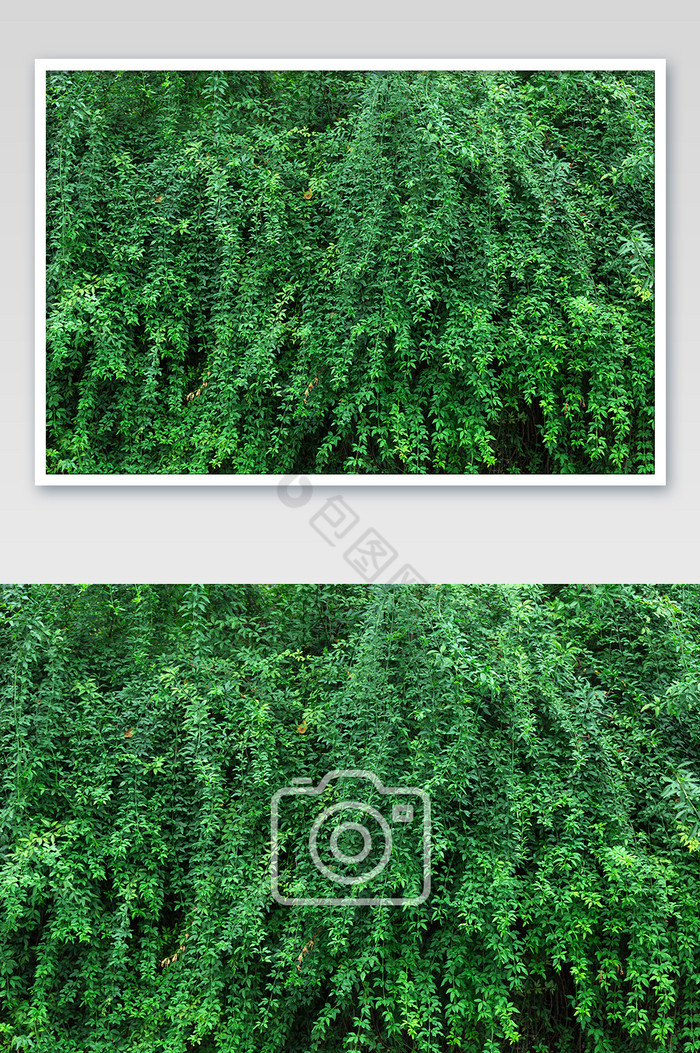 绿色植物墙满屏素馨图片