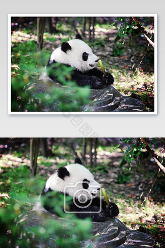 夏日熊猫幼崽吃竹笋摄影图片