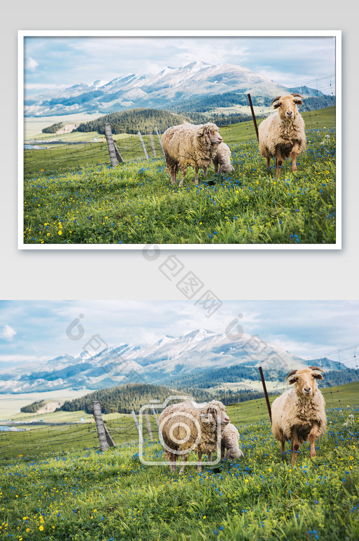 蓝天白云高山草场草原牧场绵羊畜牧吃草图片图片