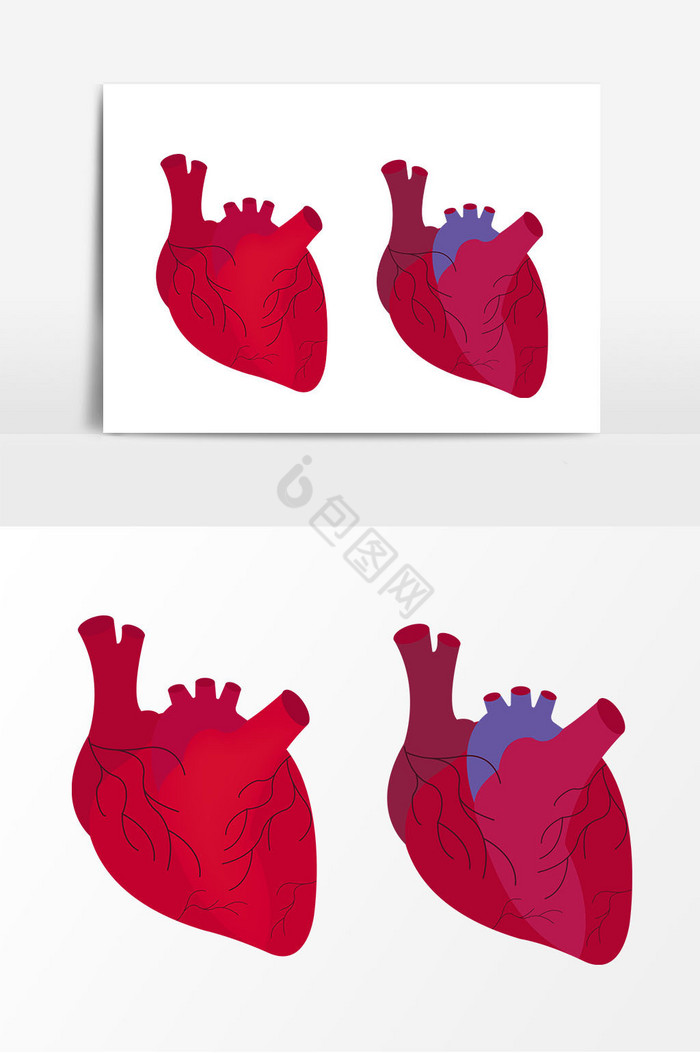心脏图片