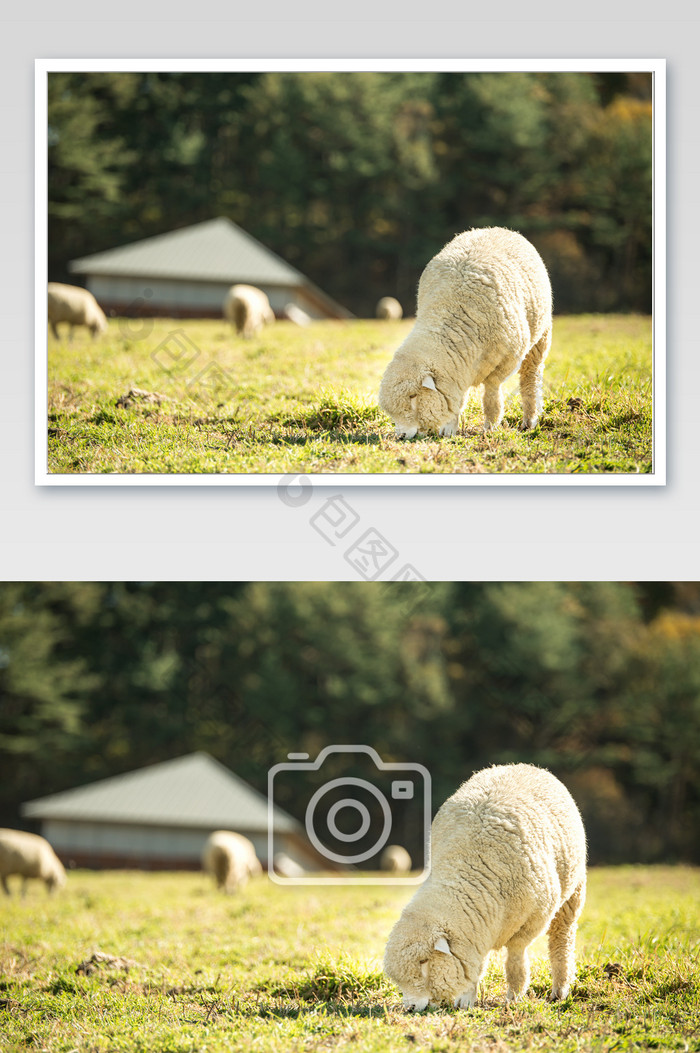 一群可爱的小绵羊吃草图片