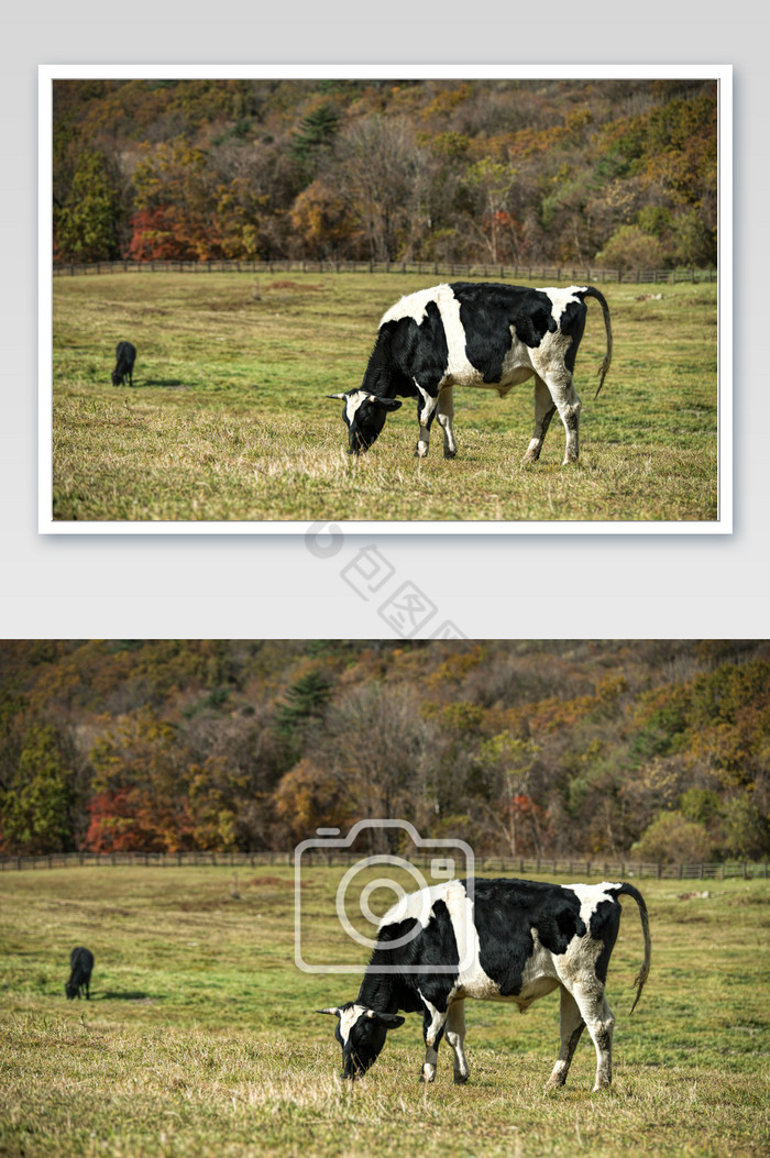 黑白相间的奶牛吃草图片图片